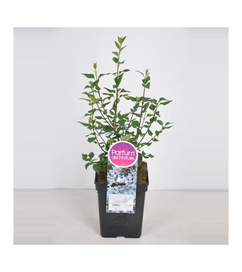 Sering (syringa chinensis "Bicolor") 