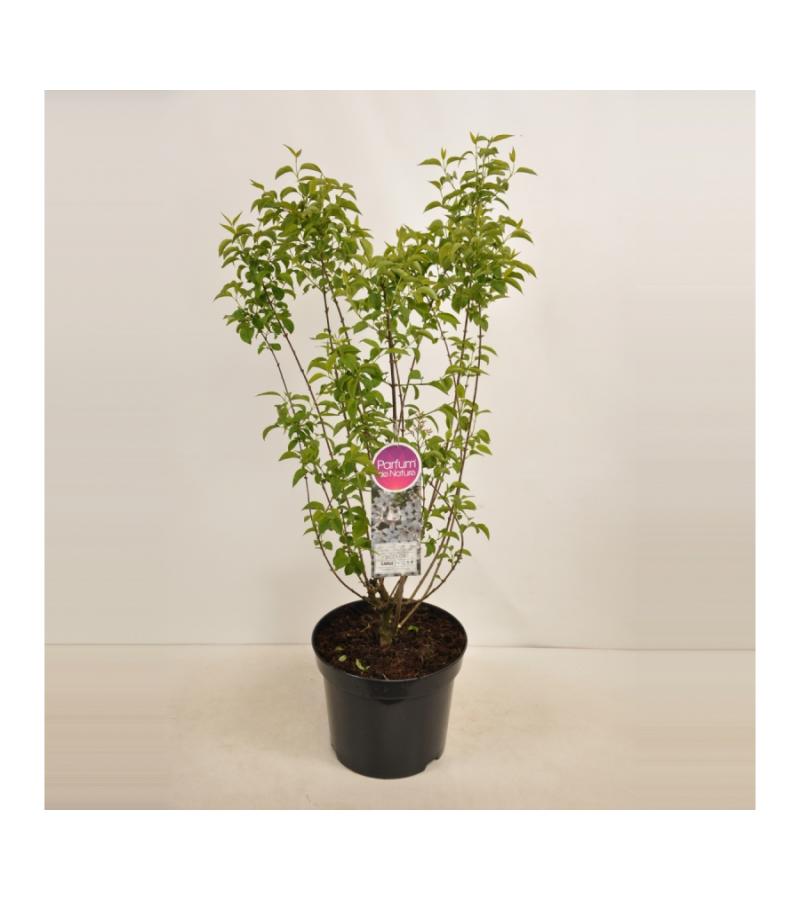 Sering (syringa chinensis "Bicolor") 