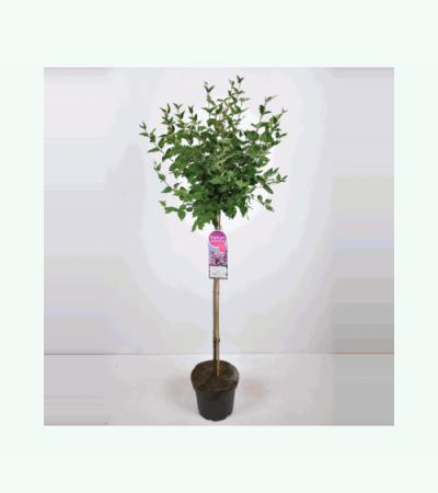 Dwergsering op stam (syringa "Josee")