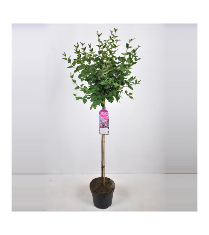 Dwergsering op stam (syringa "Josee")