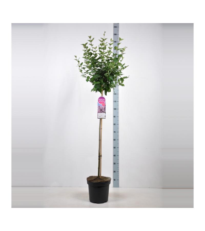 Dwergsering op stam (syringa "Josee")