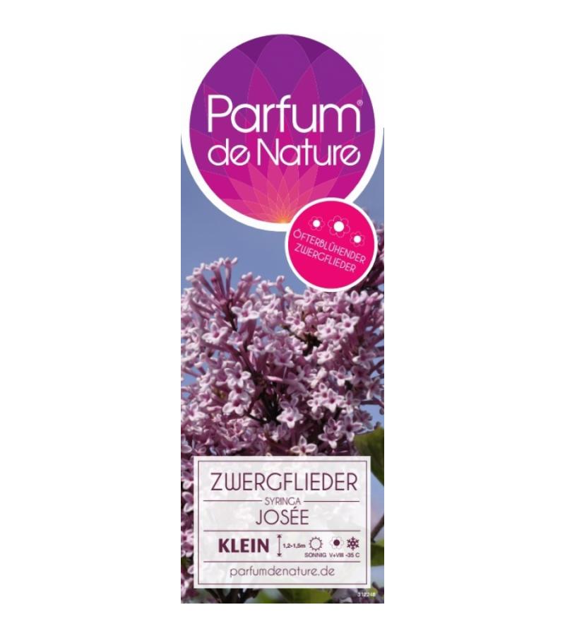 Dwergsering op stam (syringa "Josee")