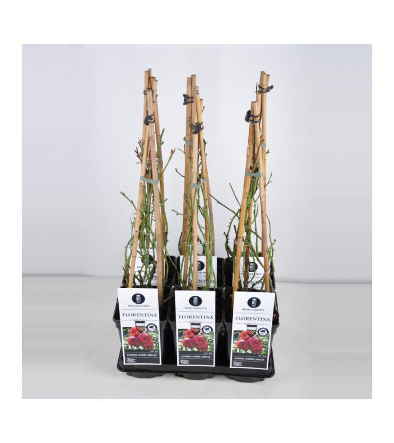 Klimroos (rosa "Florentina"®)