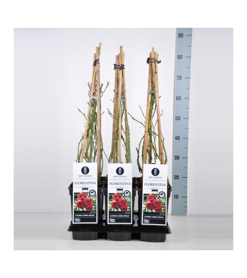 Klimroos (rosa "Florentina"®)