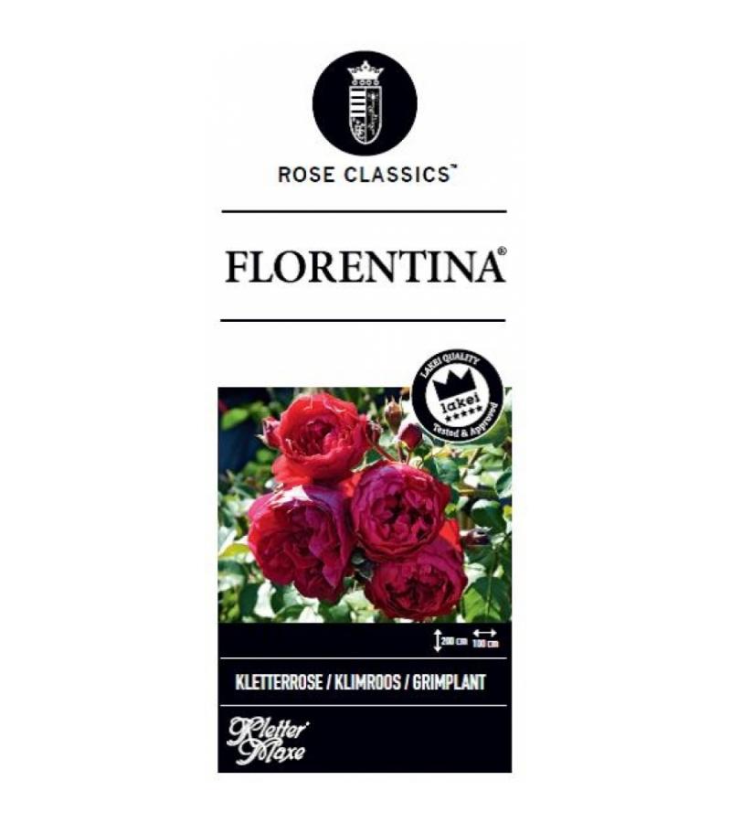Klimroos (rosa "Florentina"®)