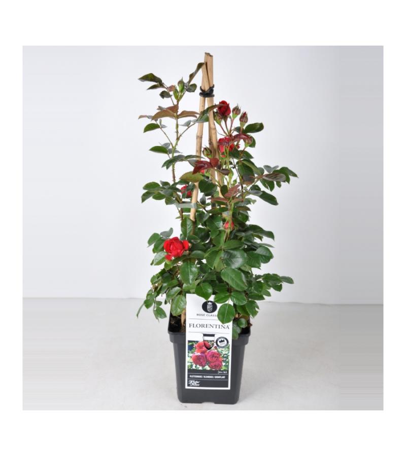 Klimroos (rosa "Florentina"®)