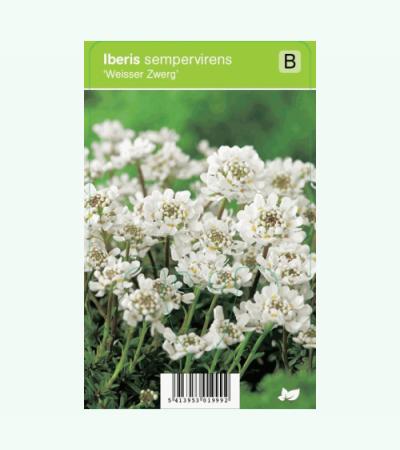 Scheefbloem (iberis sempervirens "Weisser Zwerg") voorjaarsbloeier