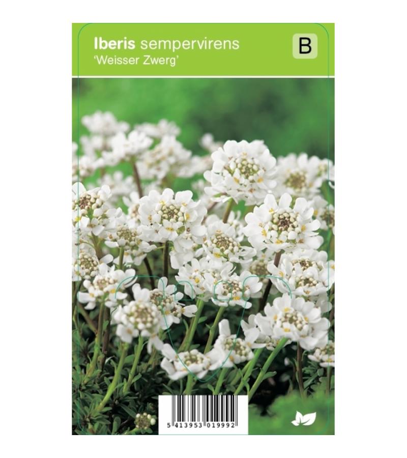 Scheefbloem (iberis sempervirens "Weisser Zwerg") voorjaarsbloeier