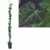 Ierse klimop (Hedera hibernica) klimplant
