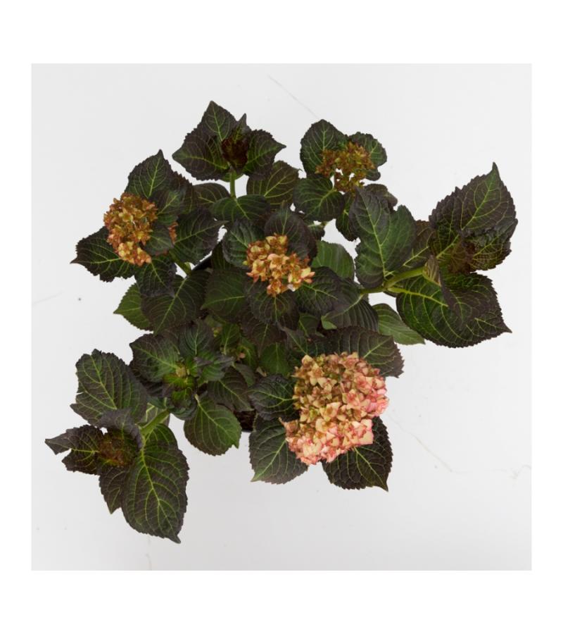 Hydrangea Macrophylla "Miss Saori"® boerenhortensia