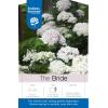 Hydrangea Macrophylla "Endless Summer White"® boerenhortensia
