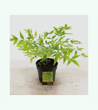 Hemelse bamboe (Nandina domestica “Brightlight”) heester