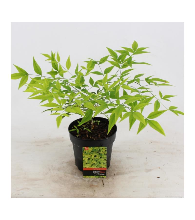 Hemelse bamboe (Nandina domestica “Brightlight”) heester