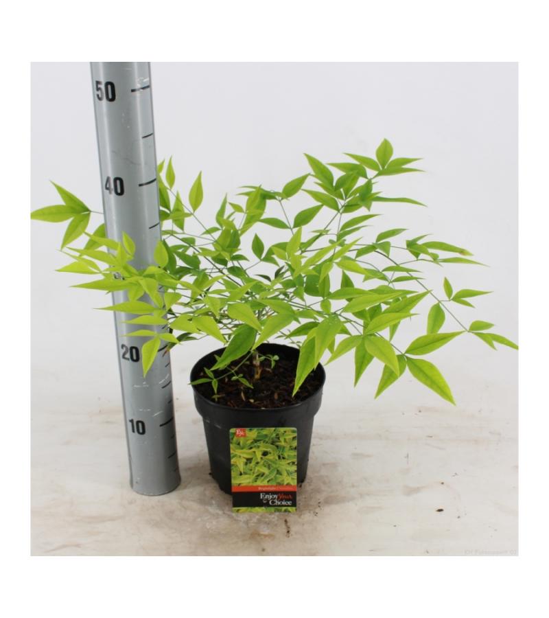 Hemelse bamboe (Nandina domestica “Brightlight”) heester