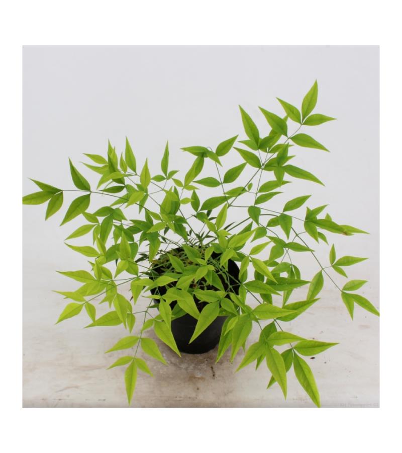 Hemelse bamboe (Nandina domestica “Brightlight”) heester