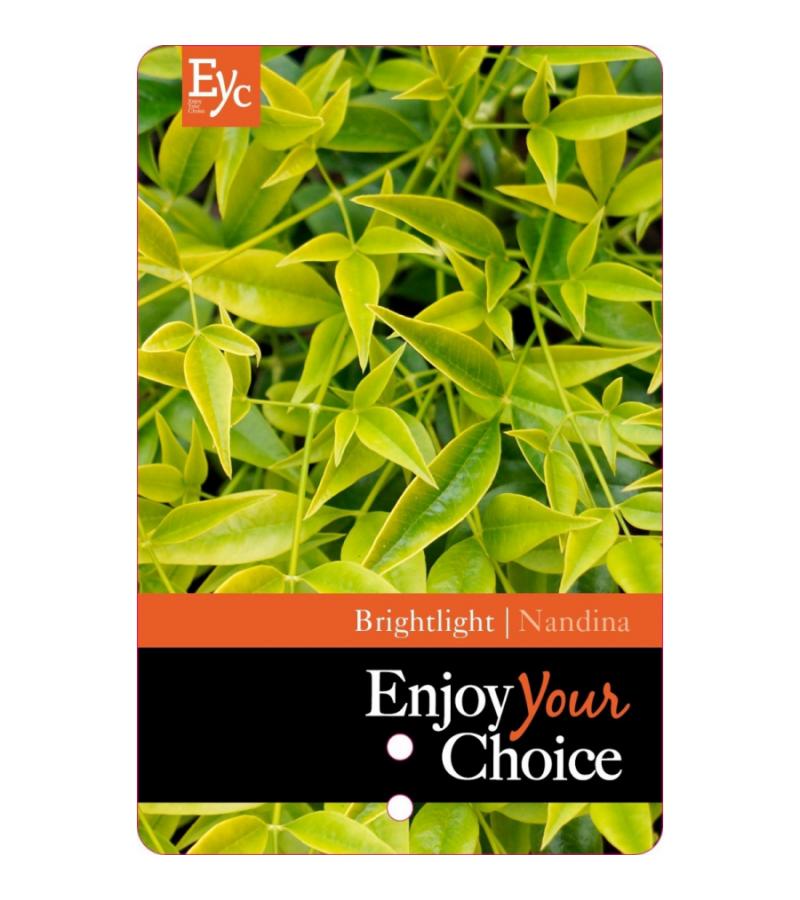 Hemelse bamboe (Nandina domestica “Brightlight”) heester