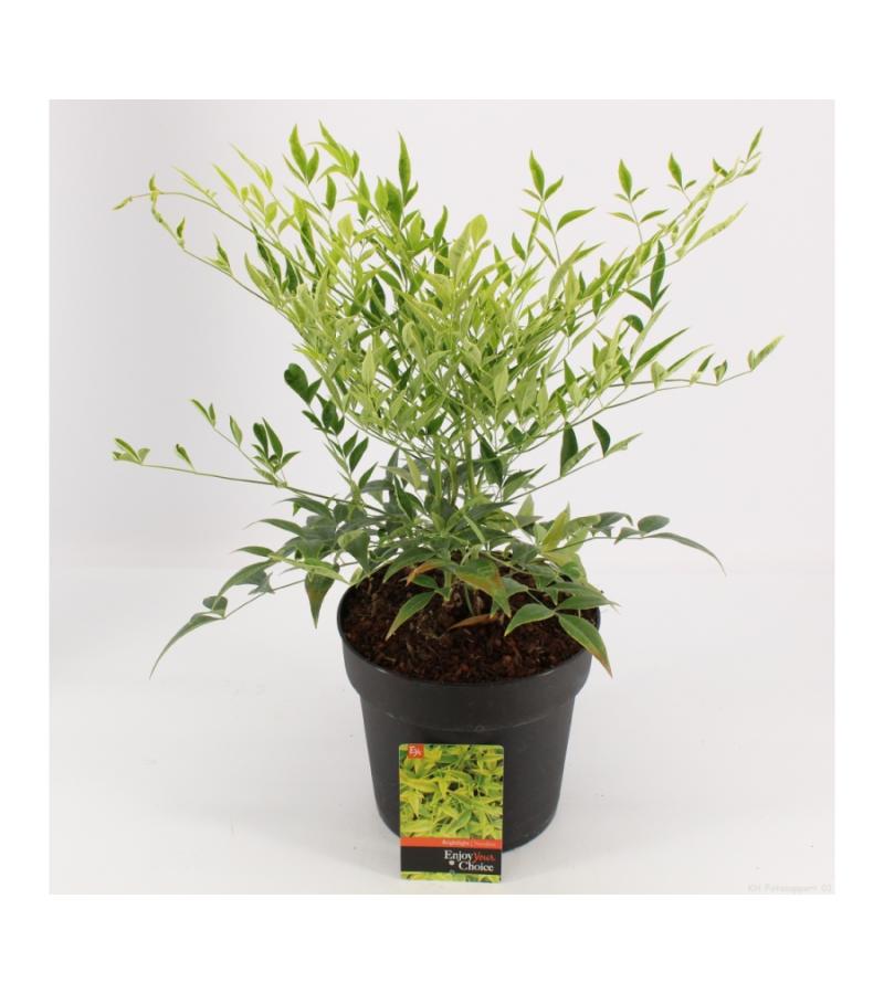 Hemelse bamboe (Nandina domestica “Brightlight”) heester