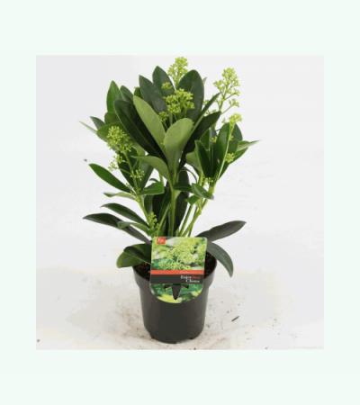 Skimmia (Skimmia Japonica &ldquo;Finchy&rdquo;&reg;) heester