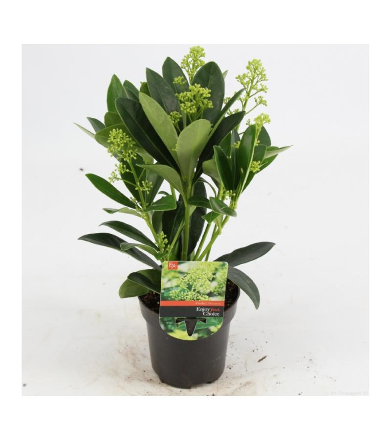 Skimmia (Skimmia Japonica &ldquo;Finchy&rdquo;&reg;) heester