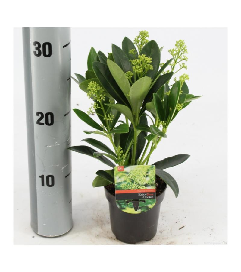 Skimmia (Skimmia Japonica &ldquo;Finchy&rdquo;&reg;) heester