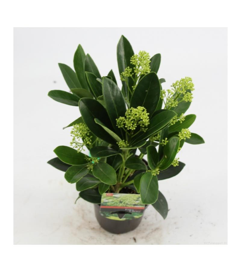 Skimmia (Skimmia Japonica &ldquo;Finchy&rdquo;&reg;) heester
