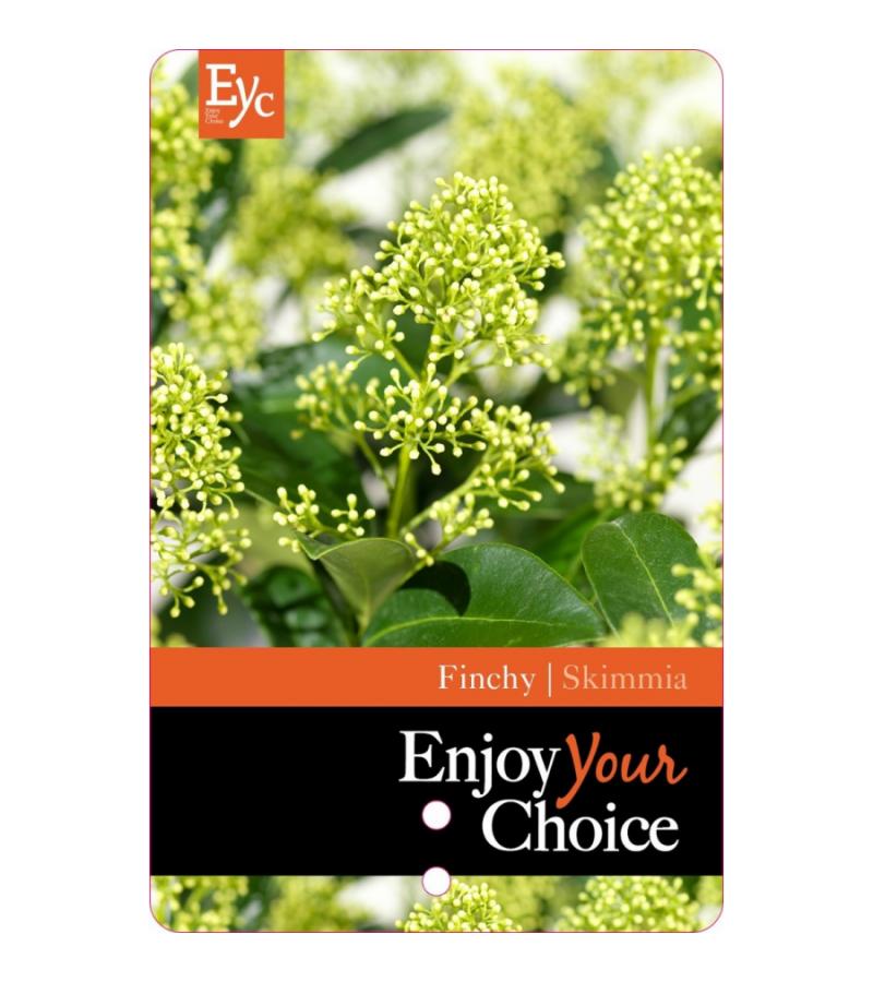 Skimmia (Skimmia Japonica &ldquo;Finchy&rdquo;&reg;) heester