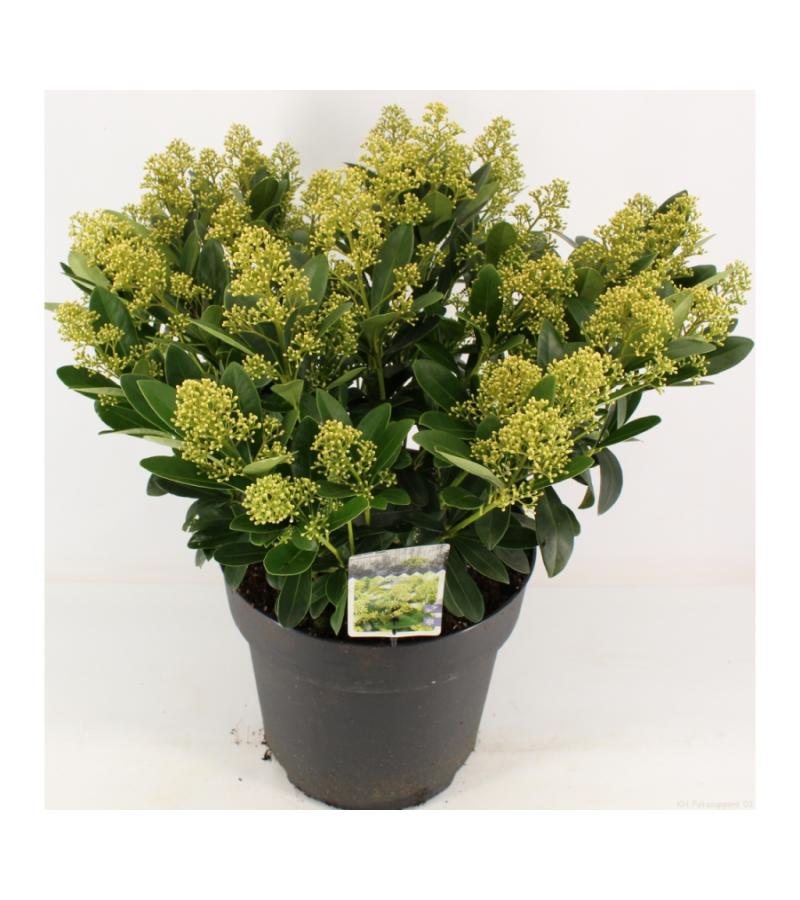Skimmia (Skimmia Japonica &ldquo;Finchy&rdquo;&reg;) heester