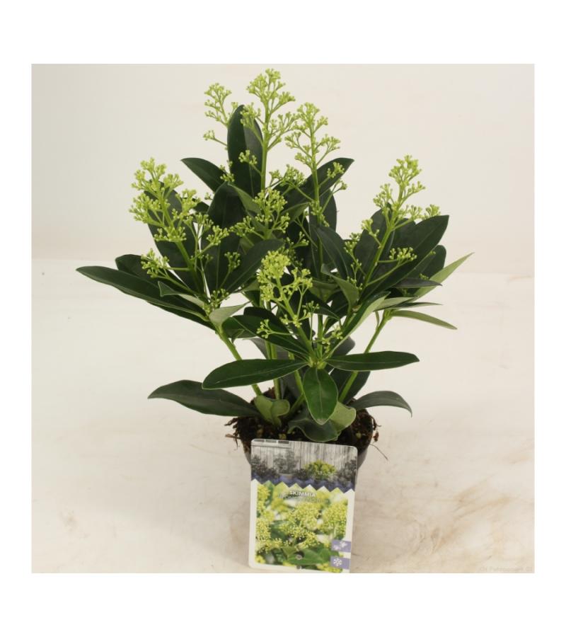 Skimmia (Skimmia Japonica &ldquo;Finchy&rdquo;&reg;) heester