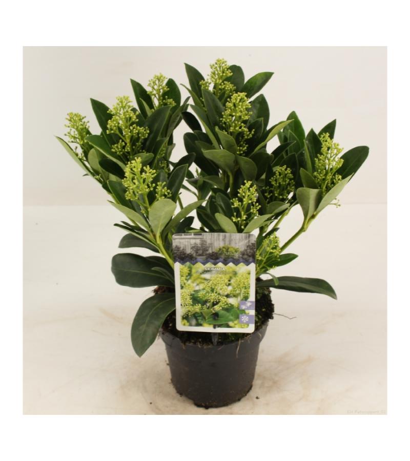 Skimmia (Skimmia Japonica &ldquo;Finchy&rdquo;&reg;) heester