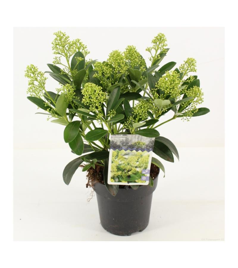 Skimmia (Skimmia Japonica &ldquo;Finchy&rdquo;&reg;) heester
