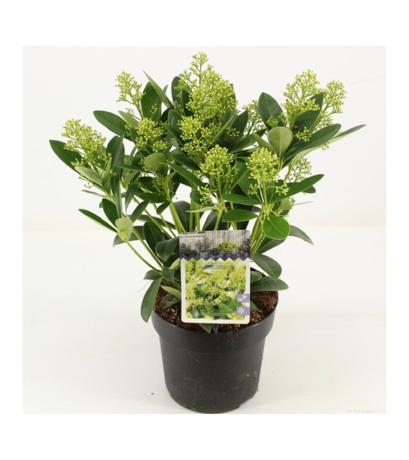 Skimmia (Skimmia Japonica &ldquo;Finchy&rdquo;&reg;) heester