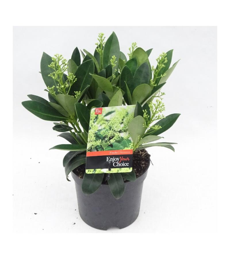 Skimmia (Skimmia Japonica &ldquo;Finchy&rdquo;&reg;) heester