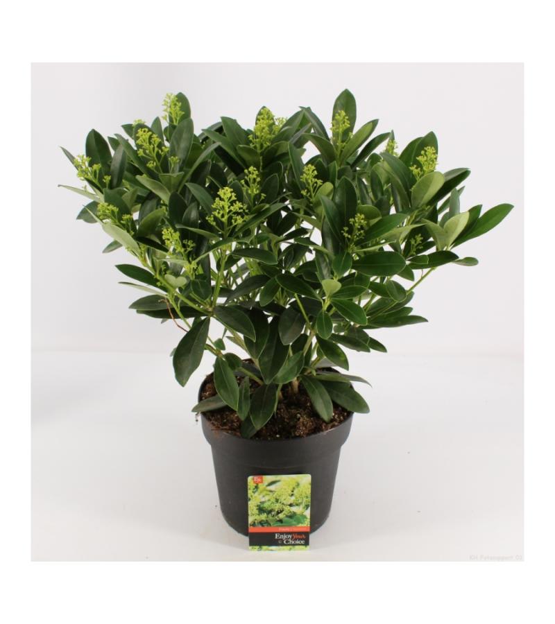 Skimmia (Skimmia Japonica &ldquo;Finchy&rdquo;&reg;) heester