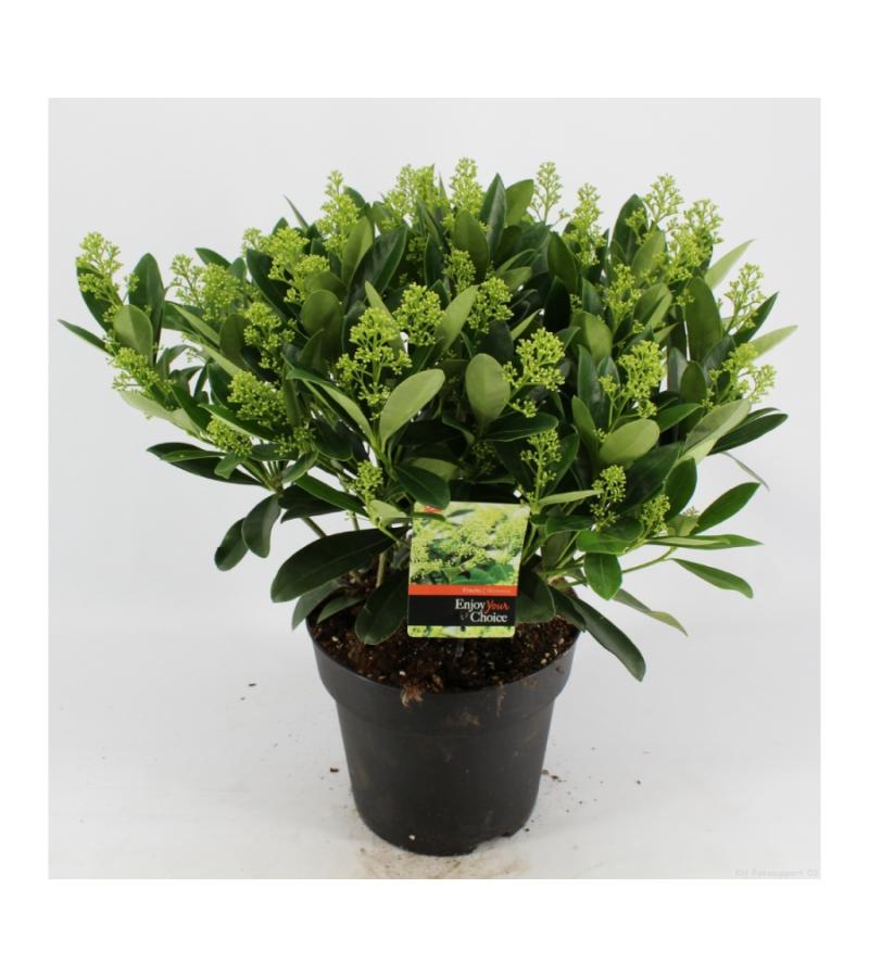 Skimmia (Skimmia Japonica &ldquo;Finchy&rdquo;&reg;) heester