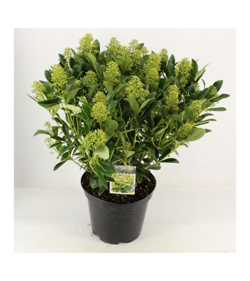 Skimmia (Skimmia Japonica &ldquo;Finchy&rdquo;&reg;) heester