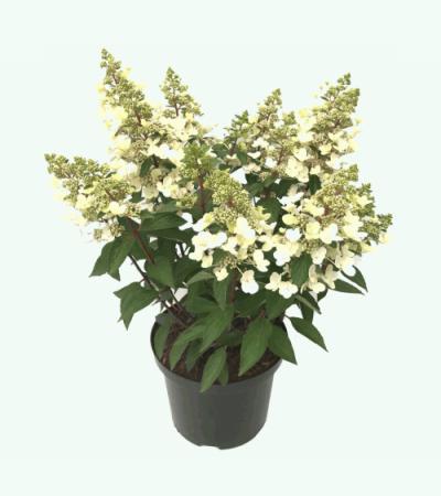 Hydrangea Paniculata "Magical Vesuvio"® pluimhortensia