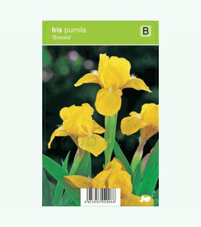 Zwaardlelie (iris pumila "Brassie") voorjaarsbloeier