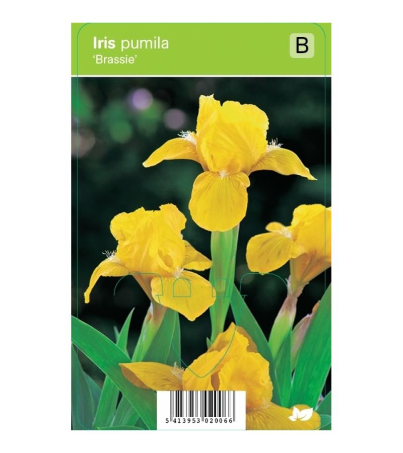 Zwaardlelie (iris pumila "Brassie") voorjaarsbloeier
