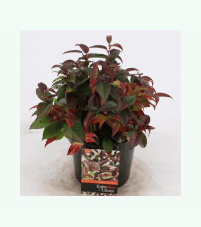 Druifheide (Leucothoe “Lovita”) heester