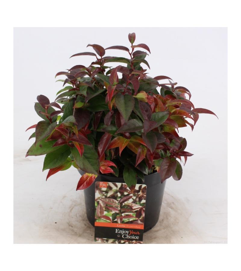 Druifheide (Leucothoe &ldquo;Lovita&rdquo;) heester