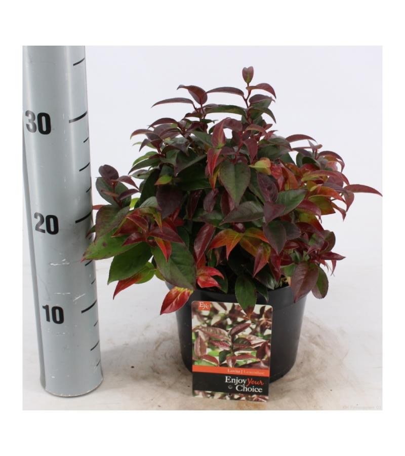 Druifheide (Leucothoe &ldquo;Lovita&rdquo;) heester