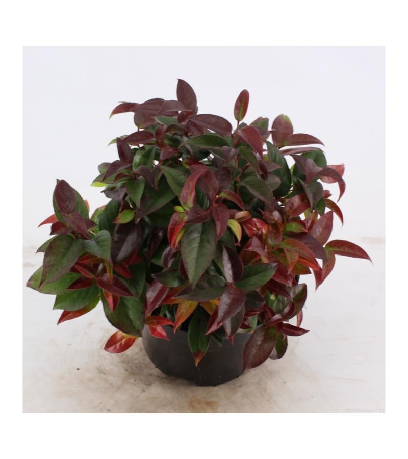 Druifheide (Leucothoe &ldquo;Lovita&rdquo;) heester