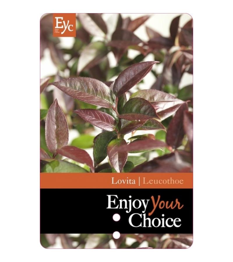 Druifheide (Leucothoe &ldquo;Lovita&rdquo;) heester