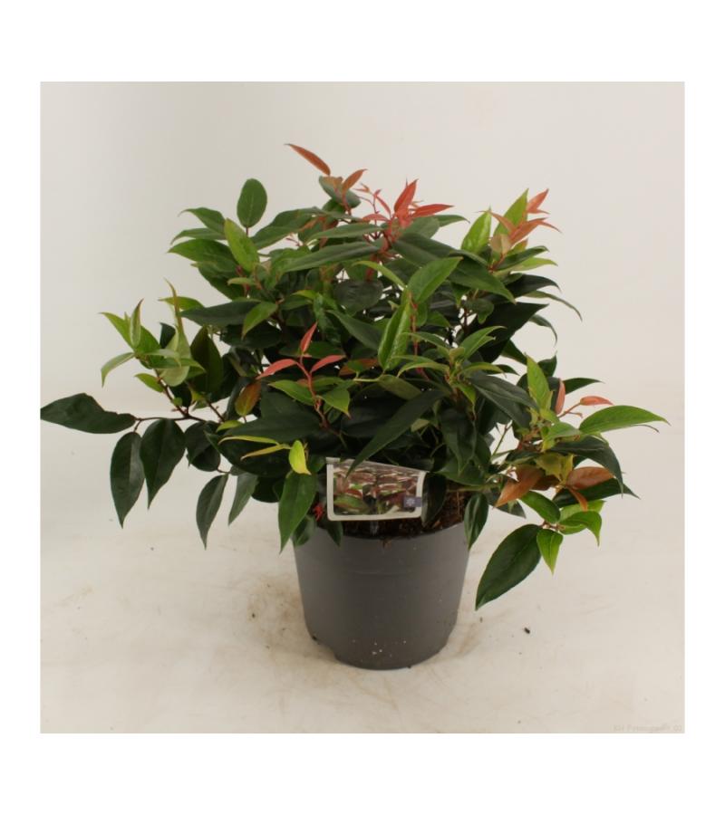 Druifheide (Leucothoe &ldquo;Lovita&rdquo;) heester