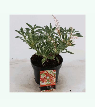 Rotsheide (Pieris “Flaming Silver”) heester