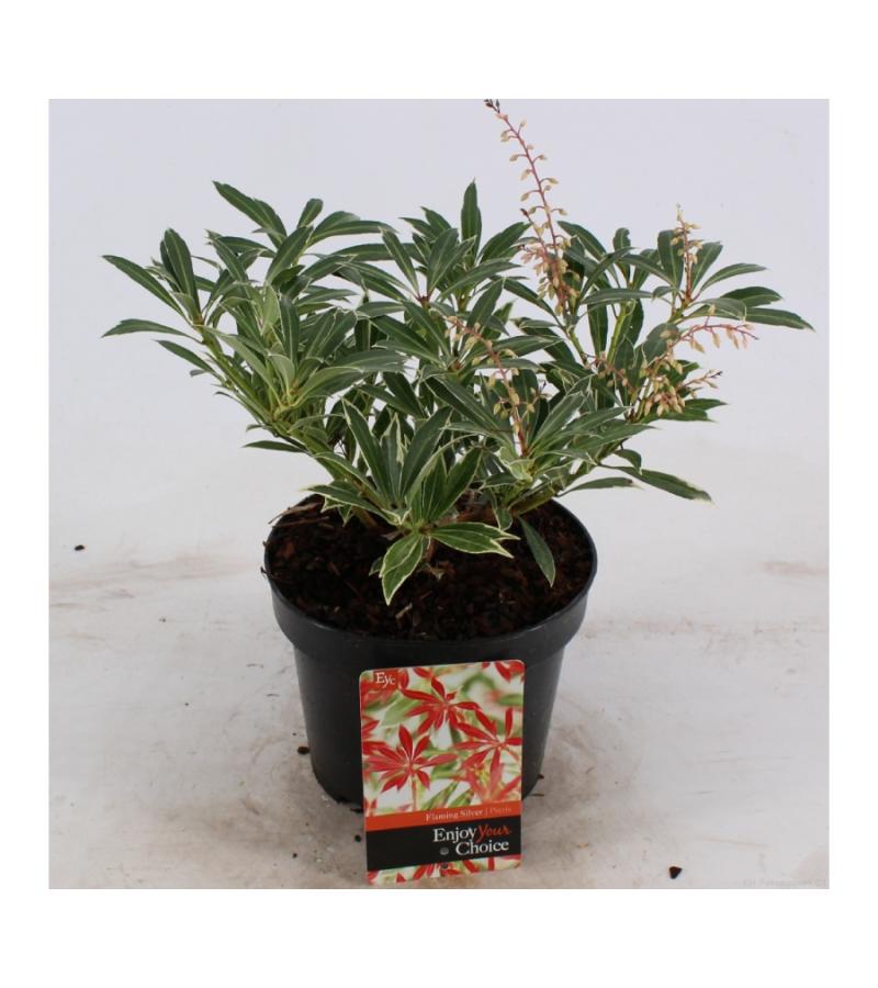 Rotsheide (Pieris “Flaming Silver”) heester