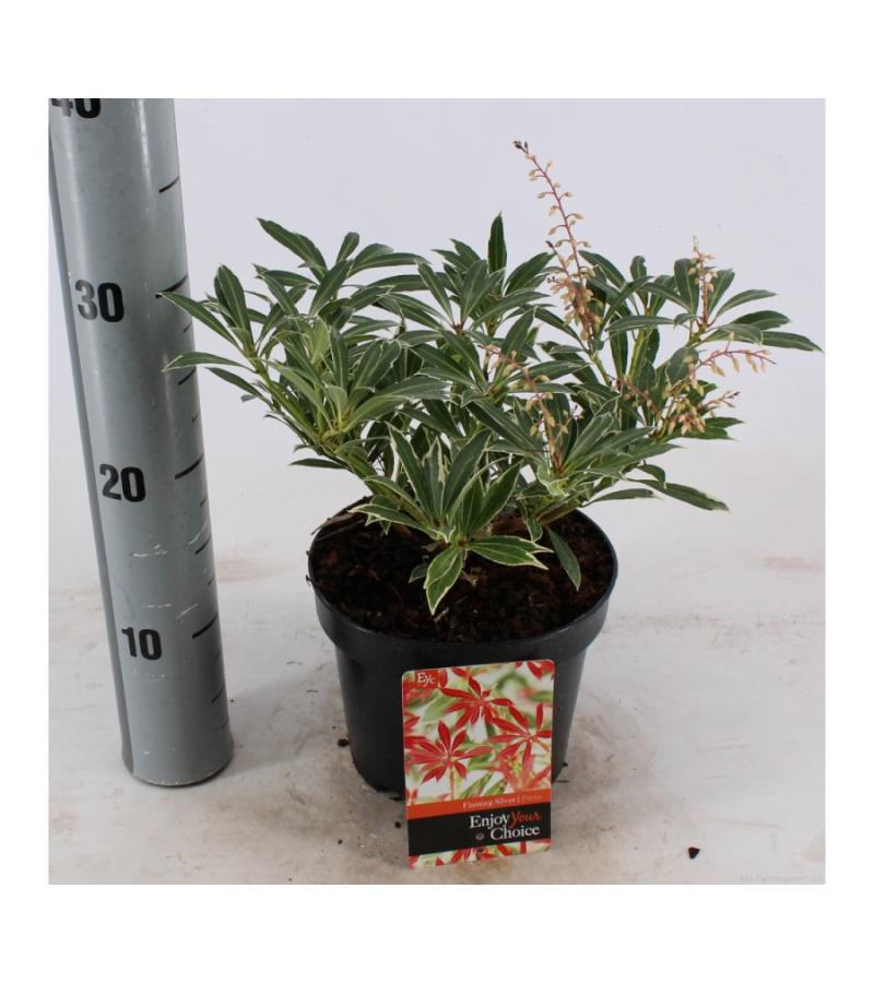 Rotsheide (Pieris “Flaming Silver”) heester