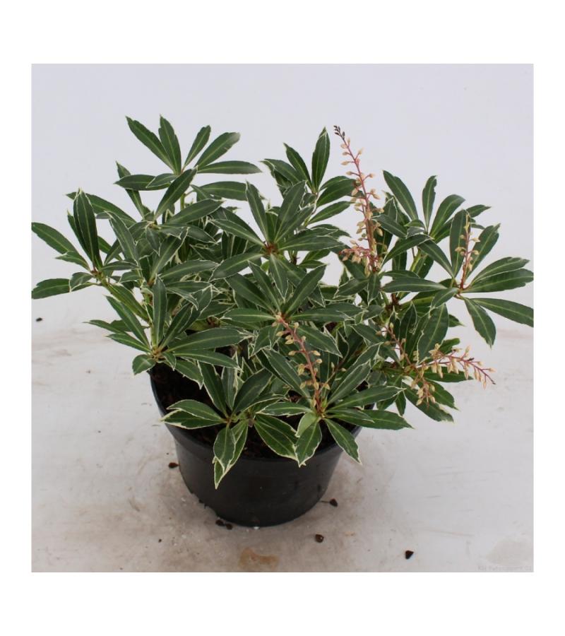 Rotsheide (Pieris “Flaming Silver”) heester