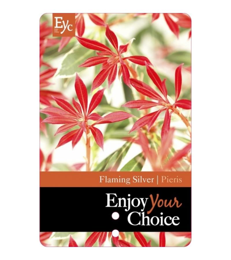 Rotsheide (Pieris “Flaming Silver”) heester