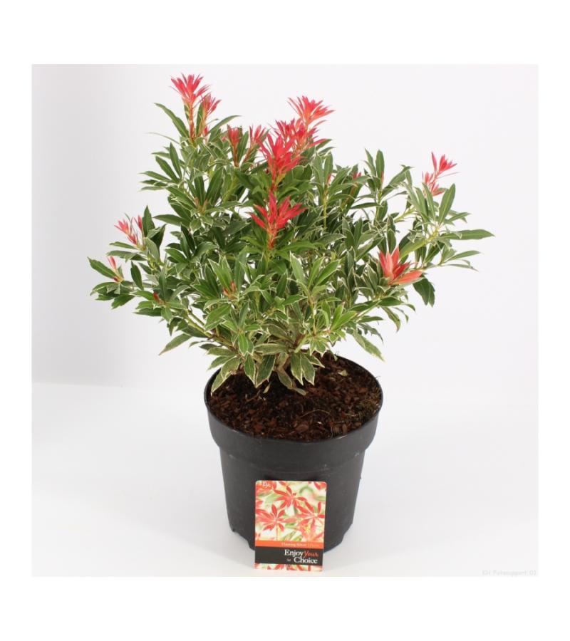 Rotsheide (Pieris “Flaming Silver”) heester